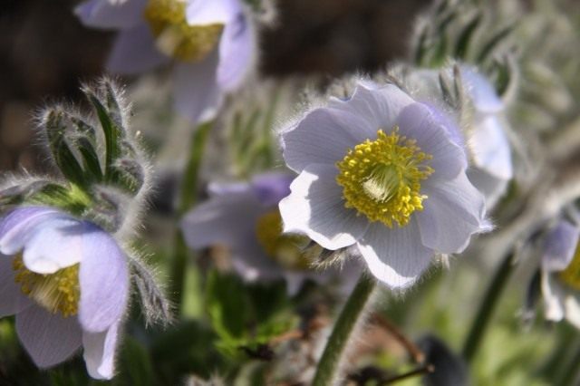 Прострела татеваки (Pulsatilla tatewakii) Прострела татеваки (Pulsatilla tatewakii)