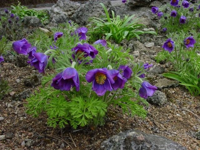 Прострел Турчанинова (Pulsatilla turczaninovii) Прострел Турчанинова (Pulsatilla turczaninovii)