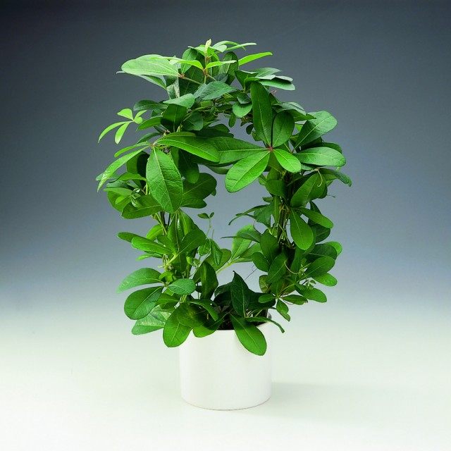 Роициссус пальчатый (Rhoicissus digitata) Роициссус пальчатый (Rhoicissus digitata)