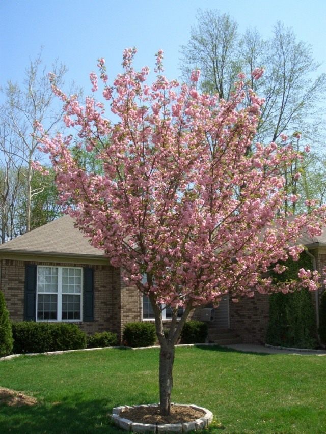 Вишня мелкопильчатая (Prunus serrulata) Вишня мелкопильчатая (Prunus serrulata)