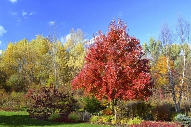 Клён остролистный, или Клён платановидный, или Клён платанолистный (Acer platanoides) Клён остролистный, или Клён платановидный, или Клён платанолистный (Acer platanoides)