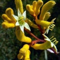 Анигозантос хорошенький (anigozanthos pulcherrimus) Анигозантос хорошенький (anigozanthos pulcherrimus)