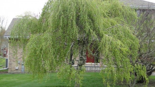 Берёза плакучая (betula pendula) Берёза плакучая (betula pendula)