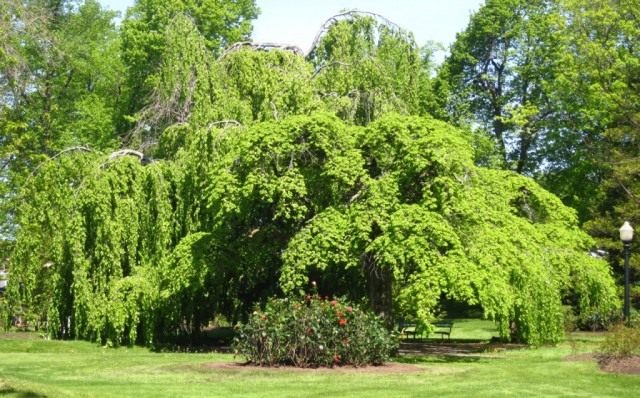 Бук европейский, или Бук лесной (Fagus sylvatica) Бук европейский, или Бук лесной (Fagus sylvatica)