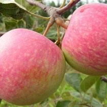 Яблоко, сорт «Конфетное» Яблоко, сорт «Конфетное»