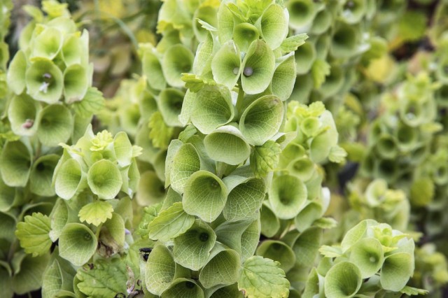 Молюцелла гладкая (moluccella laevis) Молюцелла гладкая (moluccella laevis)