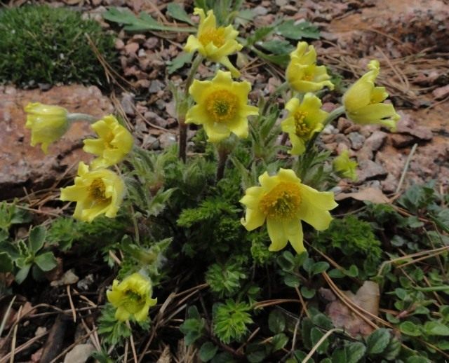 Прострел золотистый (Pulsatilla aurea) Прострел золотистый (Pulsatilla aurea)