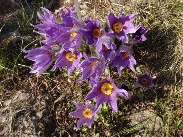 Прострел Халлера (Pulsatilla halleri) Прострел Халлера (Pulsatilla halleri)