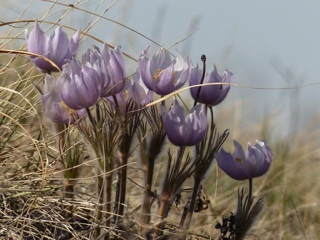Прострел раскрытый (Pulsatilla patens) Прострел раскрытый (Pulsatilla patens)