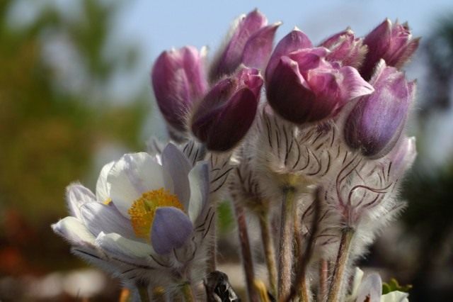 Прострел весенний (Pulsatilla vernalis) Прострел весенний (Pulsatilla vernalis)