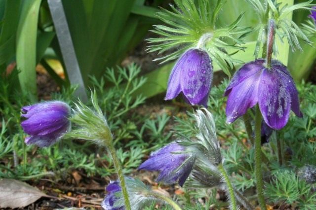 Прострел обыкновенный (Pulsatilla vulgaris) Прострел обыкновенный (Pulsatilla vulgaris)