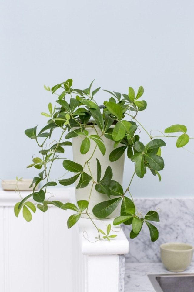 Роициссус пальчатый (Rhoicissus digitata) Роициссус пальчатый (Rhoicissus digitata)