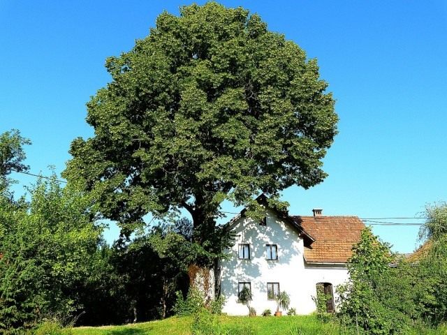Липа сердцевидная (Tilia cordata) Липа сердцевидная (Tilia cordata)