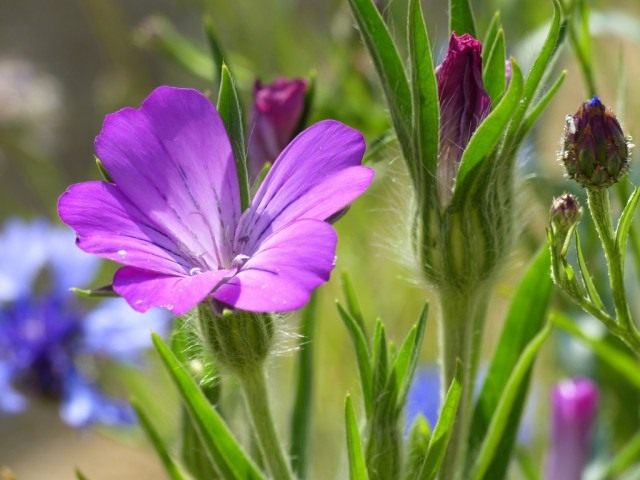 Куколь обыкновенный, или Куколь посевной, или Агростемма обыкновенная (Agrostemma githago) Куколь обыкновенный, или Куколь посевной, или Агростемма обыкновенная (Agrostemma githago)
