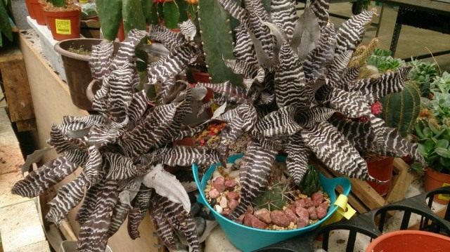 Криптантус поперечно-полосатый (Cryptanthus zonatus) Криптантус поперечно-полосатый (Cryptanthus zonatus)