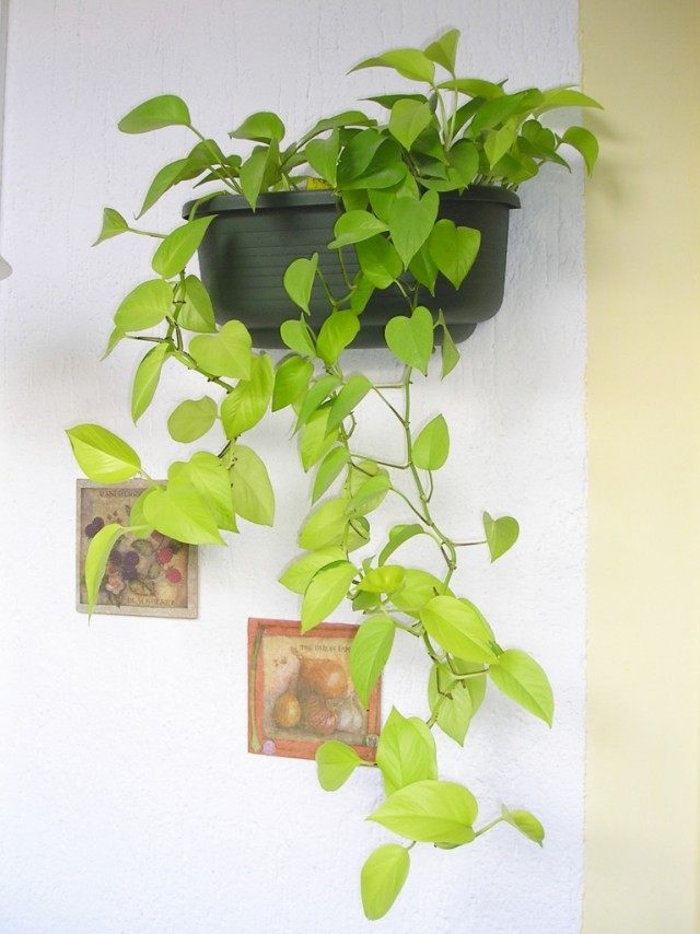 Эпипремнум (Epipremnum) Эпипремнум (Epipremnum)