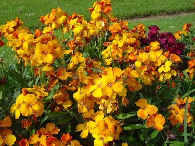 Лакфиоль, желтофиоль или желтушник Чери (Erysimum cheiri) Лакфиоль, желтофиоль или желтушник Чери (Erysimum cheiri)