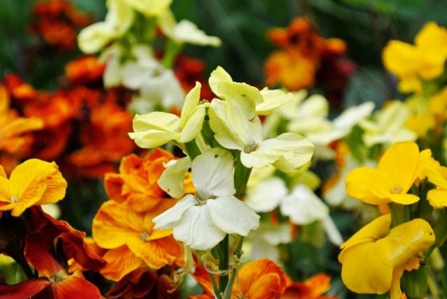 Лакфиоль, желтофиоль или желтушник Чери 'Orange bedder' (Erysimum cheiri) Лакфиоль, желтофиоль или желтушник Чери 'Orange bedder' (Erysimum cheiri)