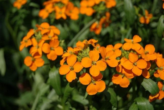 Желтушник Маршалла (Erysimum marschallianum) Желтушник Маршалла (Erysimum marschallianum)