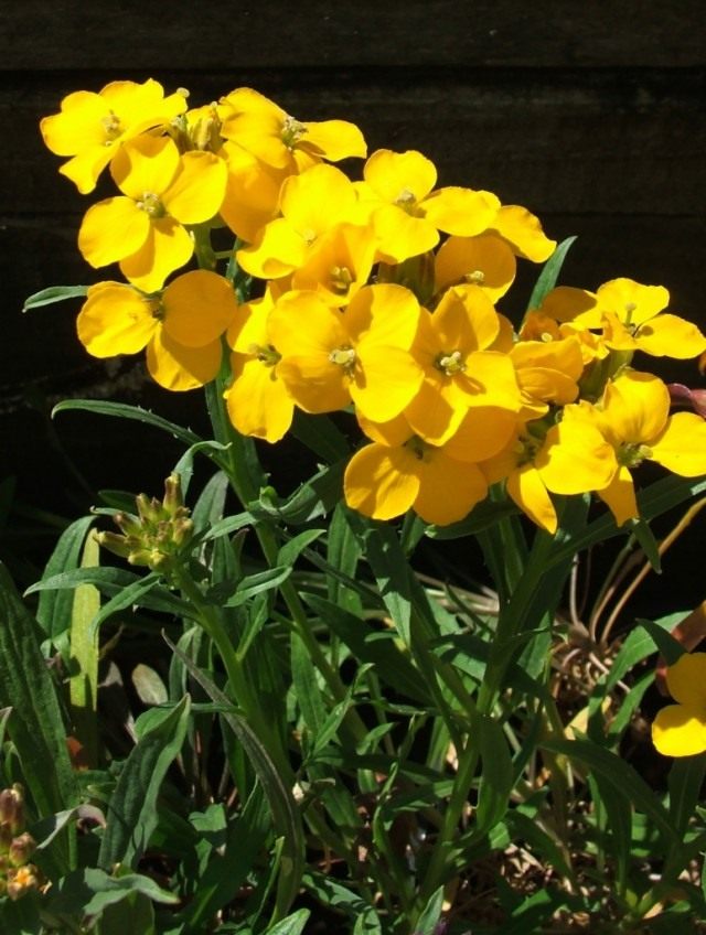 Желтушник оранжевый, или Желтушник Перовского 'Gold Shot' (Erysimum perofskianum) Желтушник оранжевый, или Желтушник Перовского 'Gold Shot' (Erysimum perofskianum)