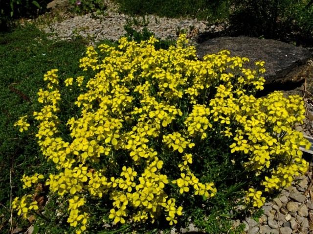 Желтушник красивый, или красивенький (Erysimum pulchellum) Желтушник красивый, или красивенький (Erysimum pulchellum)