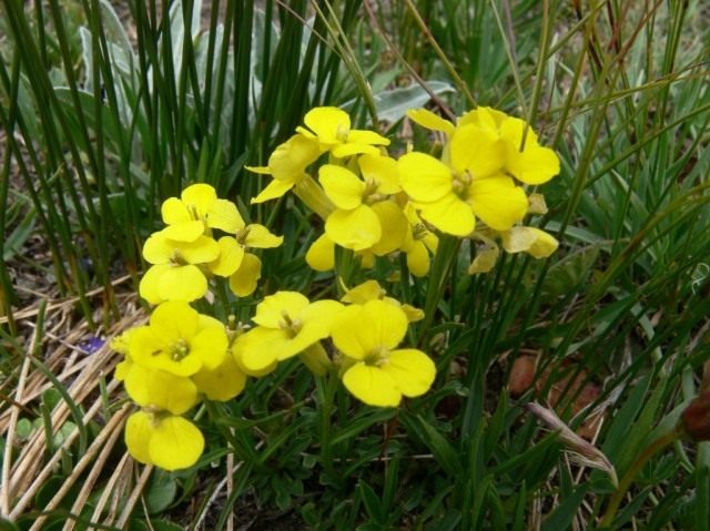 Желтушник карликовый (Erysimum pumilum) Желтушник карликовый (Erysimum pumilum)
