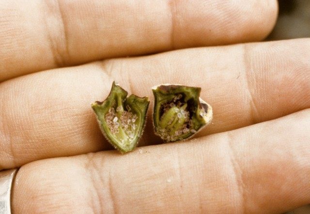 Семенная коробочка лобелии Семенная коробочка лобелии