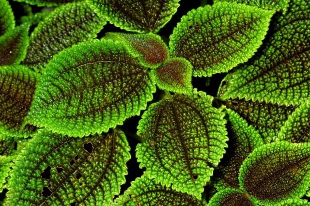 Пилея толстолистная (Pilea crassifolia) Пилея толстолистная (Pilea crassifolia)
