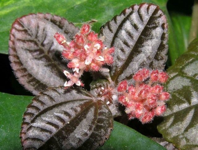 Пилея Спруса (Pilea spruceana) Пилея Спруса (Pilea spruceana)