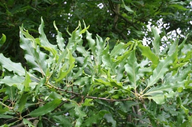 Мушмулолистная форма дуба скального (Quercus petraea mespilifolia) Мушмулолистная форма дуба скального (Quercus petraea mespilifolia)