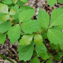 Токсикодендрон пушистый, сумах ядовитый (Toxicodendron pubescens) Токсикодендрон пушистый, сумах ядовитый (Toxicodendron pubescens)