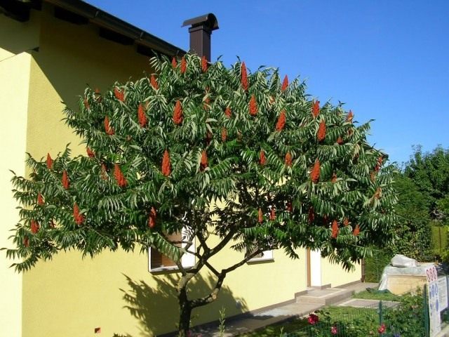 Сумах оленерогий, или Сумах пушистый, Уксусное дерево (Rhus typhina) Сумах оленерогий, или Сумах пушистый, Уксусное дерево (Rhus typhina)