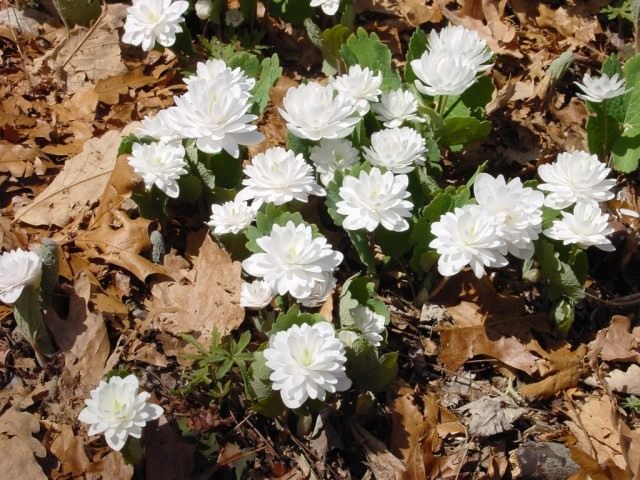 Сангвинария канадская, сорт «Мультиплекс» (Sanguinaria canadensis 'Multiplex') Сангвинария канадская, сорт «Мультиплекс» (Sanguinaria canadensis 'Multiplex')