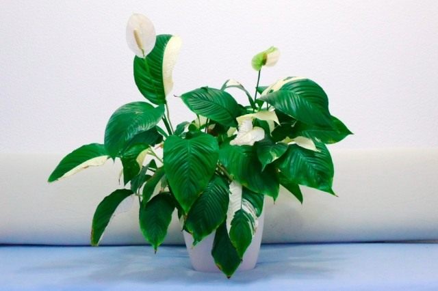 Спатифиллум, или Спатифиллюм «Пикассо» (Spathiphyllum 'Picasso') Спатифиллум, или Спатифиллюм «Пикассо» (Spathiphyllum 'Picasso')