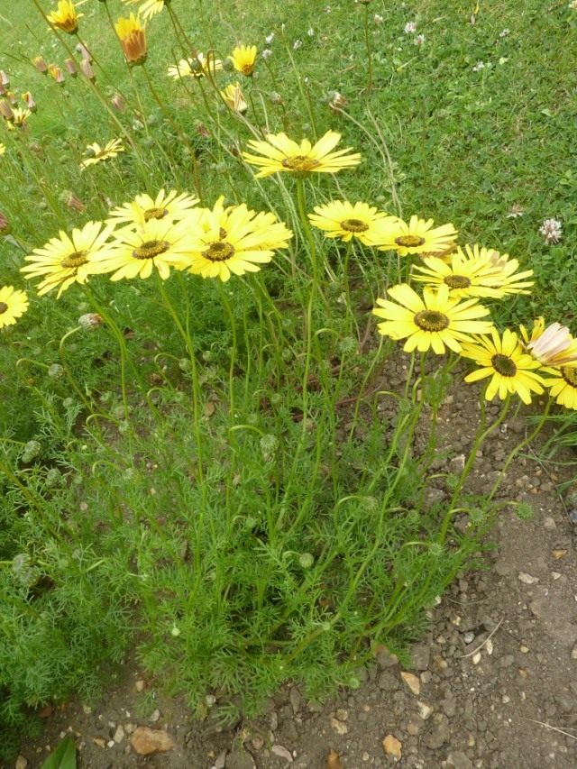 Урсиния красивая (Ursinia speciosa) Урсиния красивая (Ursinia speciosa)