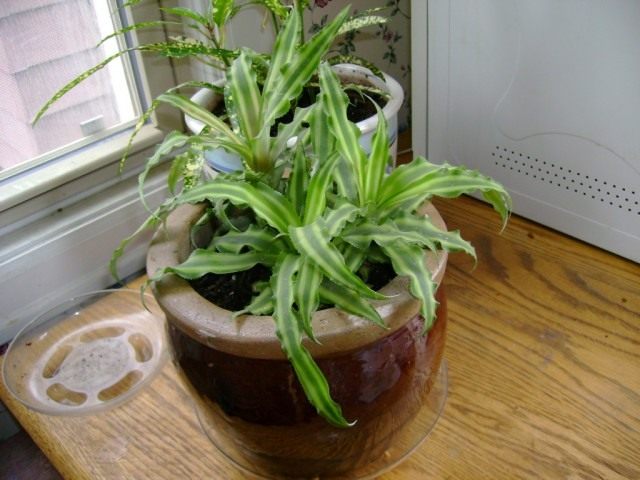 Криптантус бесстебельный (Cryptanthus acaulis) Криптантус бесстебельный (Cryptanthus acaulis)