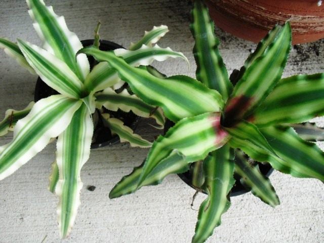 Криптантус двуполосый (Cryptanthus bivittatus) Криптантус двуполосый (Cryptanthus bivittatus)