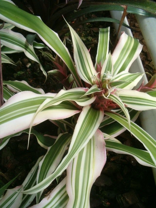 Криптантус бромелиевидный (Cryptanthus bromelioides) Криптантус бромелиевидный (Cryptanthus bromelioides)