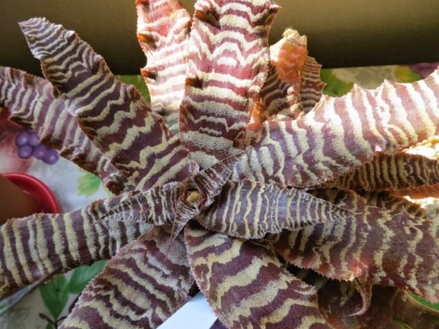 Криптантус Фостера (Cryptanthus fosterianus) Криптантус Фостера (Cryptanthus fosterianus)