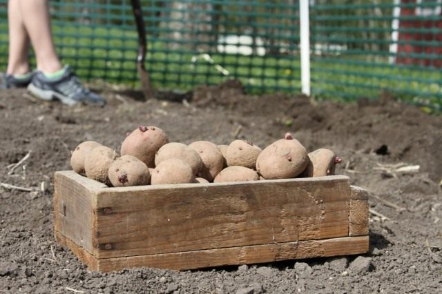 Высадку подготовленных клубней картофеля проводят разными способами в зависимости от типа почвы Высадку подготовленных клубней картофеля проводят разными способами в зависимости от типа почвы