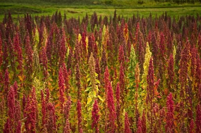 Киноа, или Кинва (Chenopodium quinoa) Киноа, или Кинва (Chenopodium quinoa)