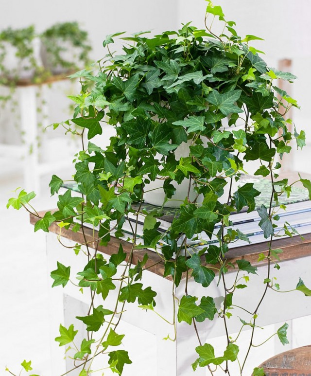 Плющ (Hedera) Плющ (Hedera)