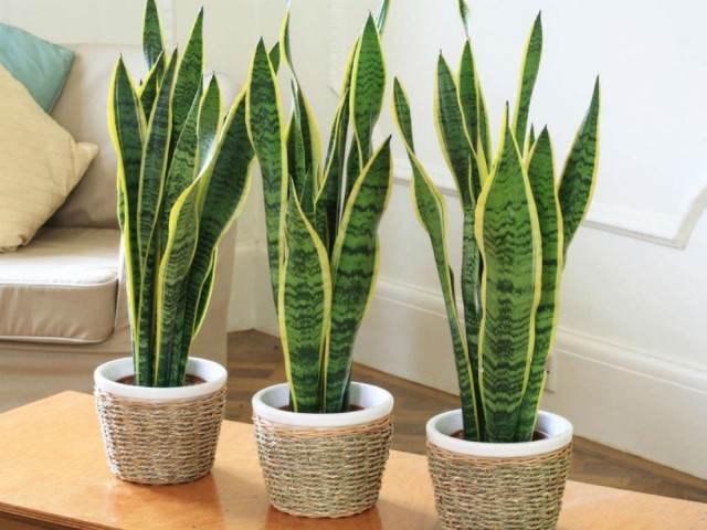 Сансевиерия (Sansevieria) Сансевиерия (Sansevieria)