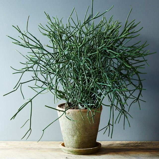 Молочай тирукалли (Euphorbia tirucalli) Молочай тирукалли (Euphorbia tirucalli)