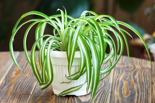 Хлорофитум (Chlorophytum) Хлорофитум (Chlorophytum)