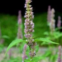 Многоколосник мексиканский, Лофант мексиканский (Agastache Mexicana) Многоколосник мексиканский, Лофант мексиканский (Agastache Mexicana)