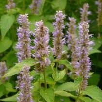 Многоколосник морщинистый, Лофант тибетский, Корейская мята (Agastache rugosa) Многоколосник морщинистый, Лофант тибетский, Корейская мята (Agastache rugosa)