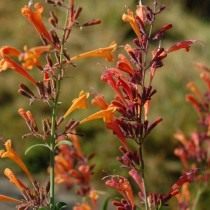 Многоколосник горный, Лофант горный (agastache rupestris) Многоколосник горный, Лофант горный (agastache rupestris)
