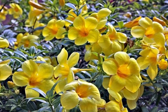 Алламанда слабительная (Allamanda cathartica) Алламанда слабительная (Allamanda cathartica)