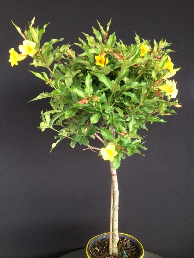 Алламанда Шотта (Allamanda schottii) Алламанда Шотта (Allamanda schottii)